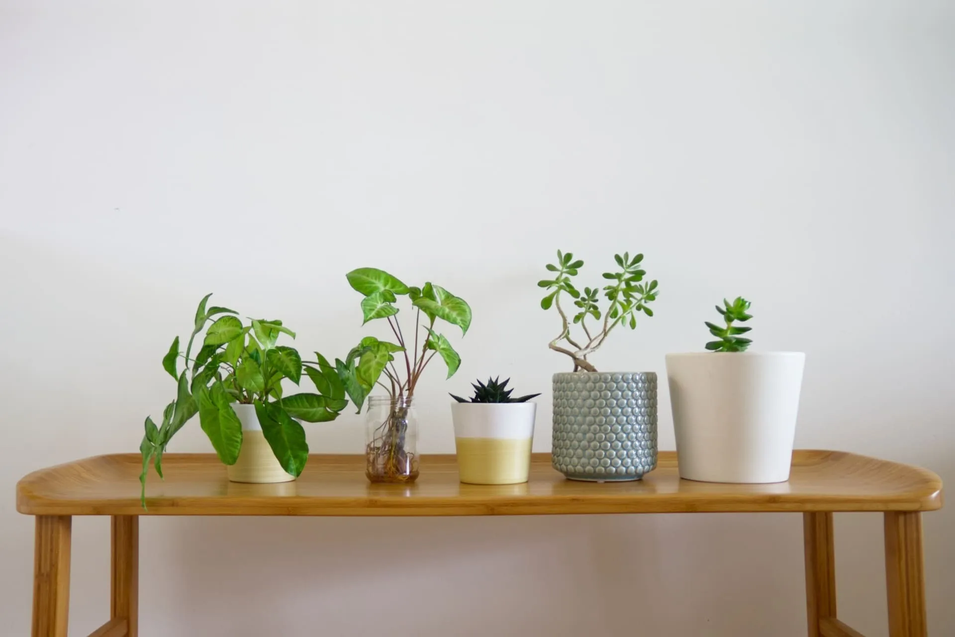サイズが小さい観葉植物を捨てている人