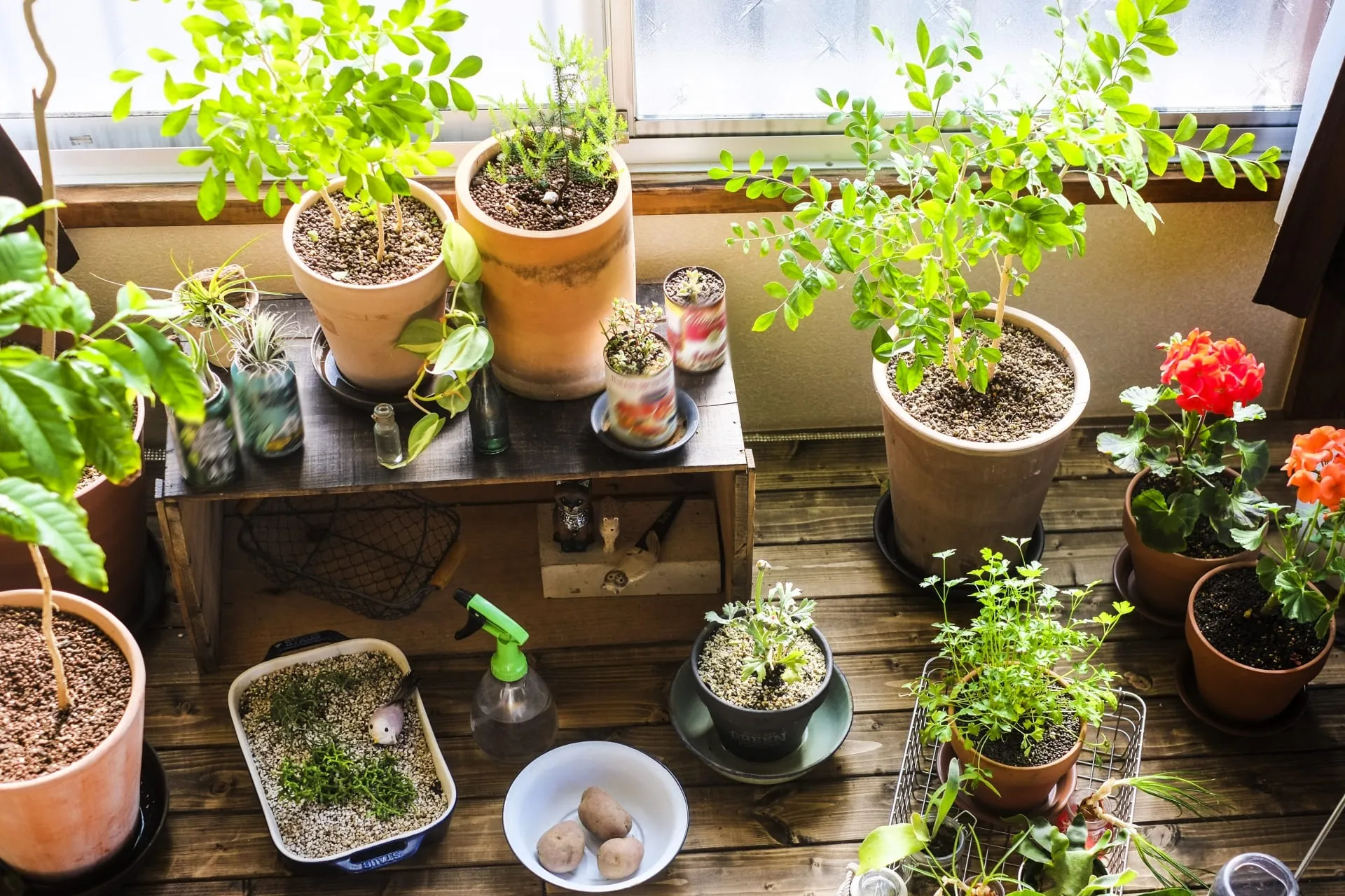 サイズが大きい観葉植物を捨てている人